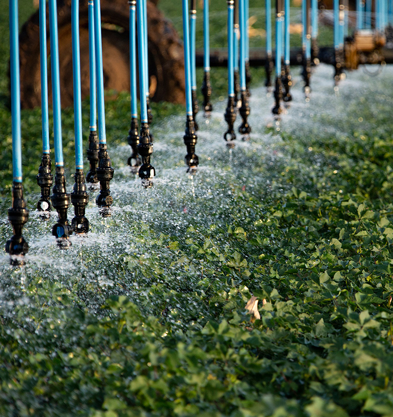 Sprinklers irrigating leafy greens