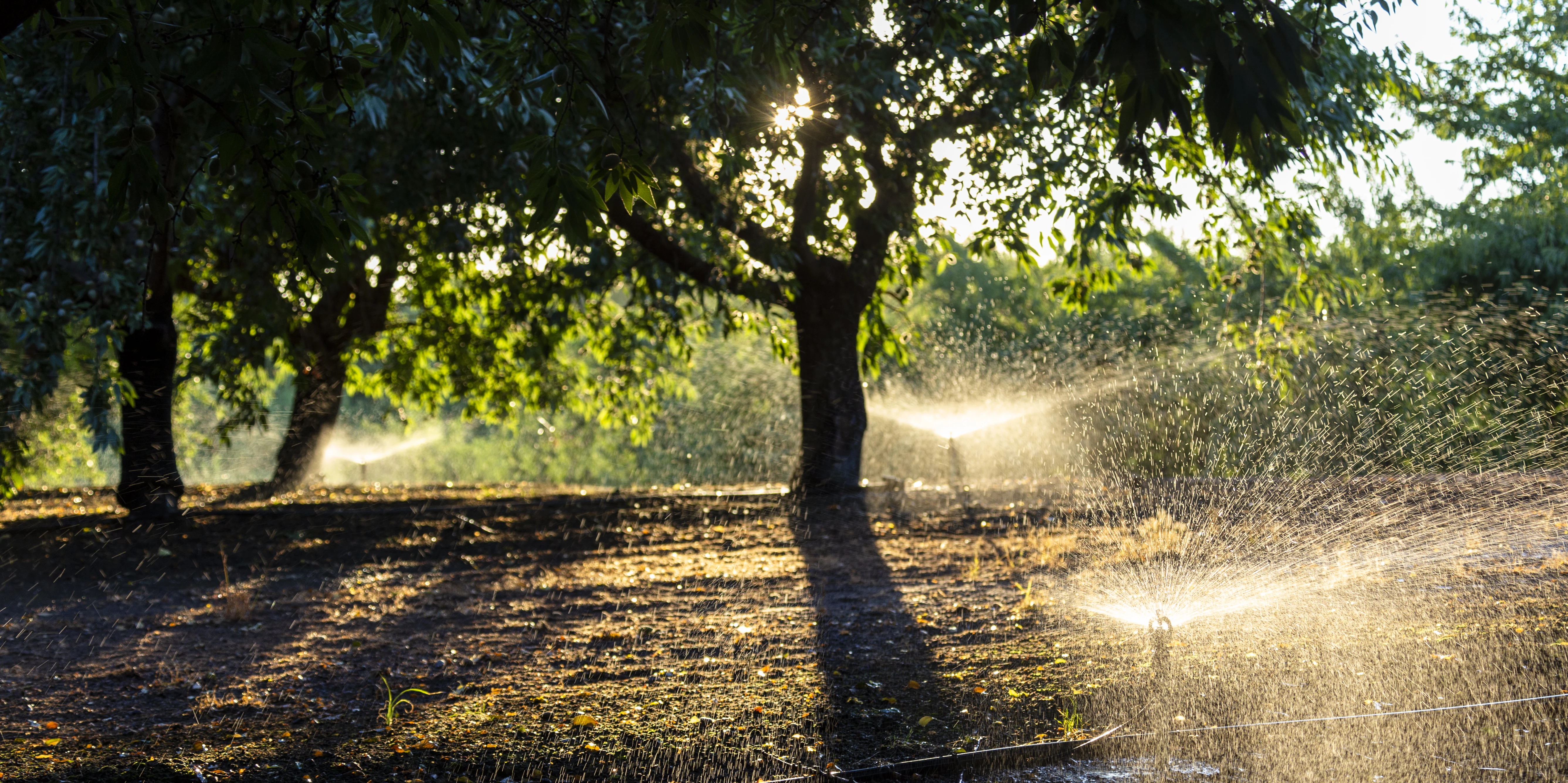 Nelson almond orchard sprinkler irrigation system in California