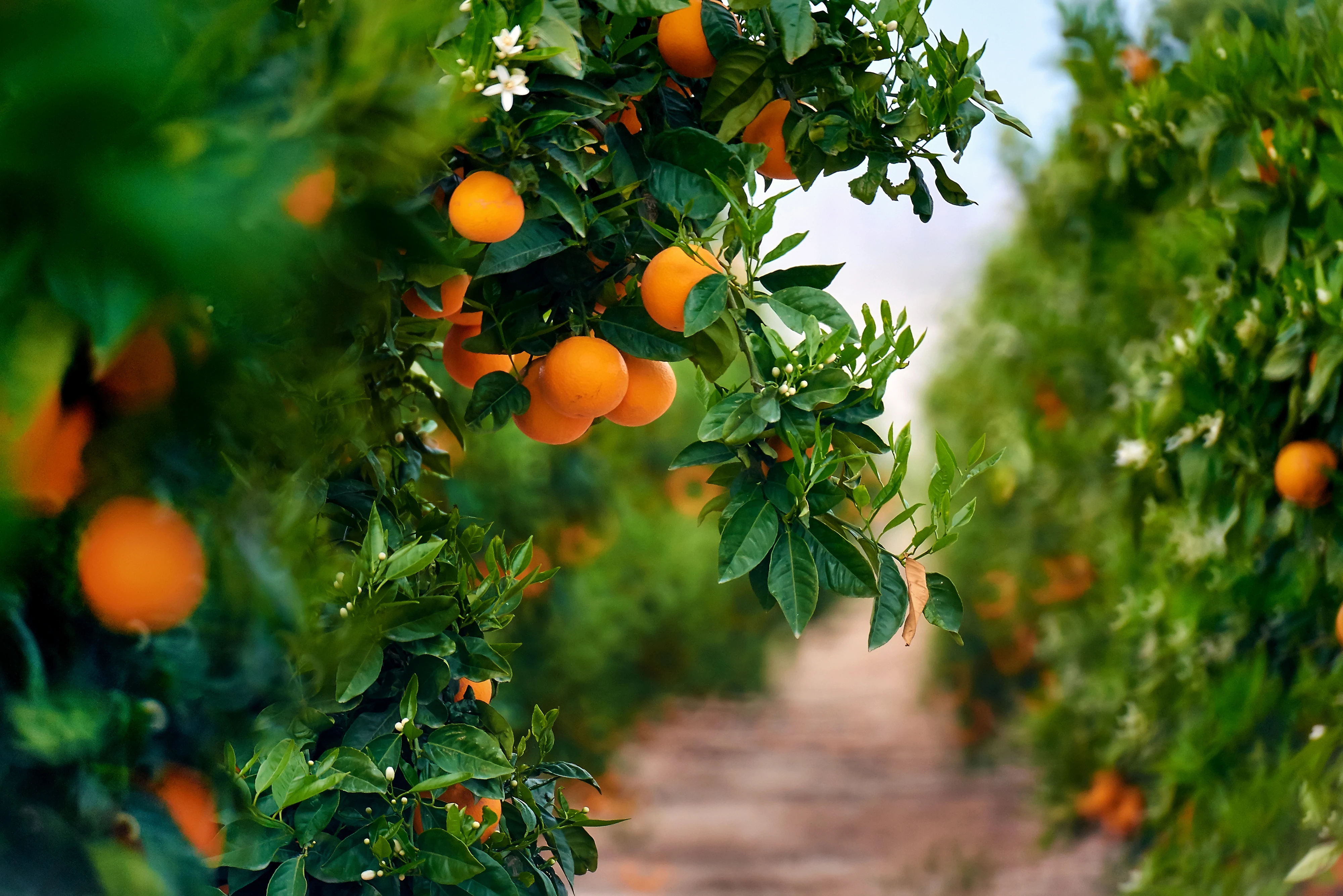 Nelson citrus orchard sprinkler irrigation system