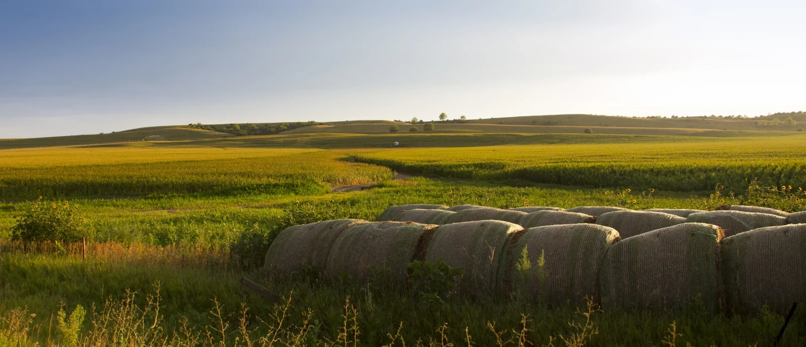 Nelson hay and forage  sprinkler irrigation system for farms