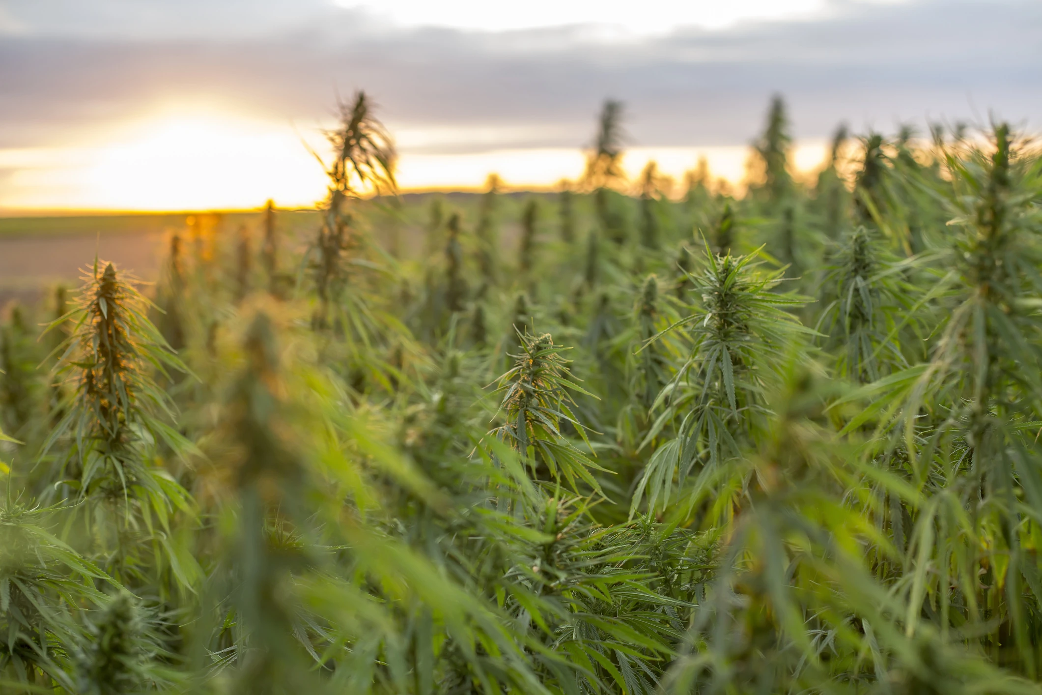 Nelson hemp sprinkler irrigation system