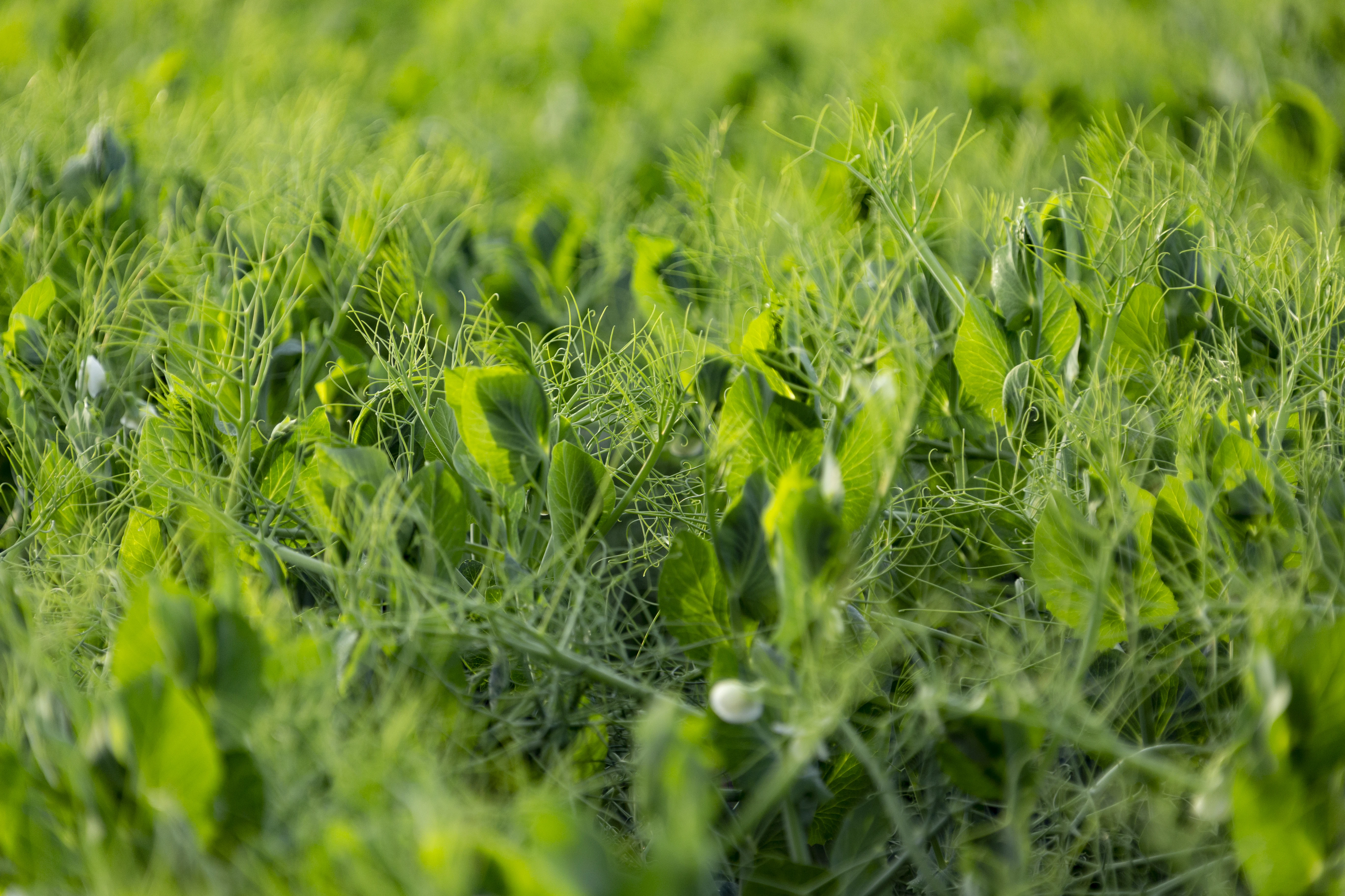 Nelson pea sprinkler irrigation system for farms