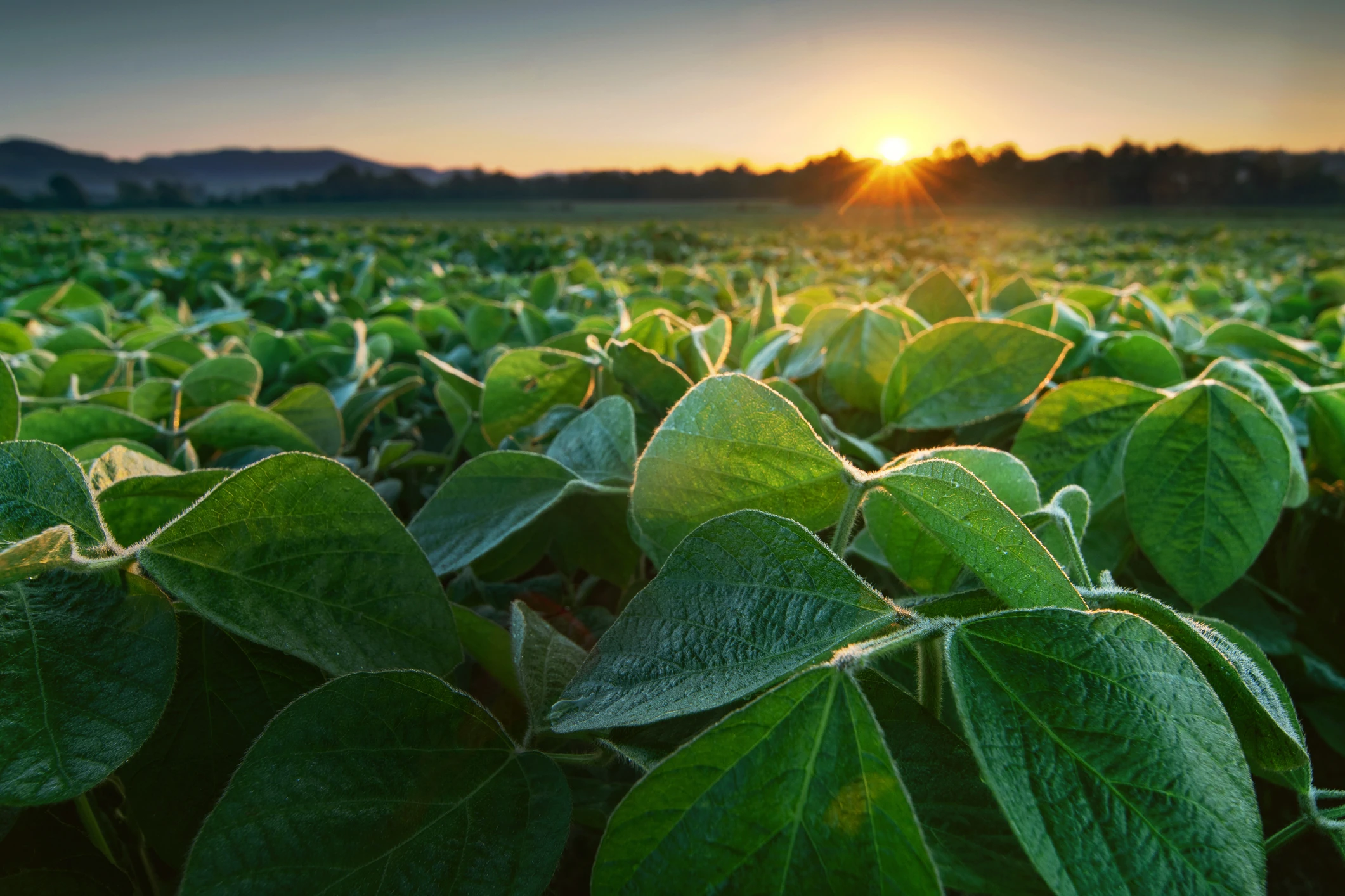 Nelson soybean sprinkler irrigation system for farms