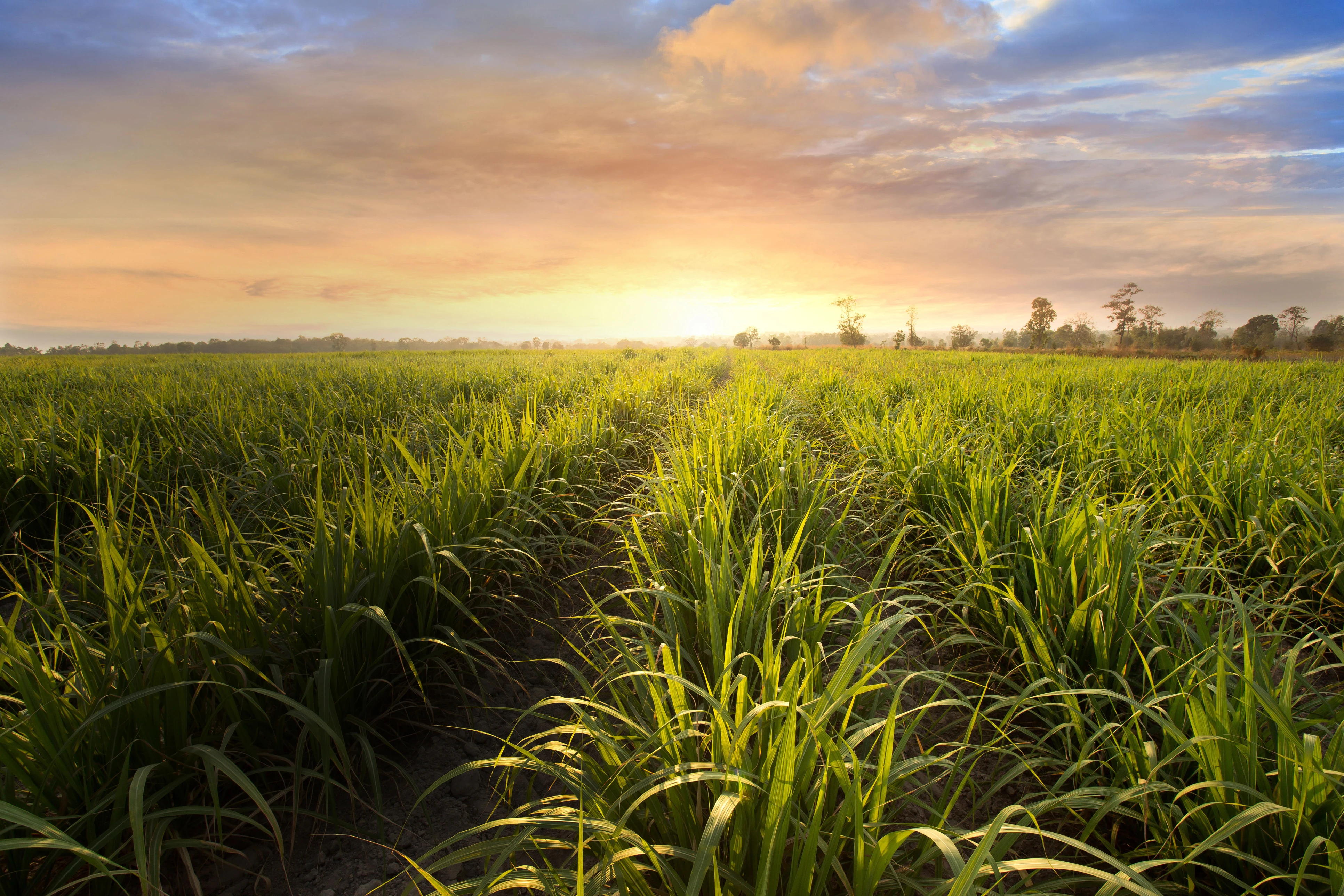 Nelson sugarcane sprinkler irrigation system for farms