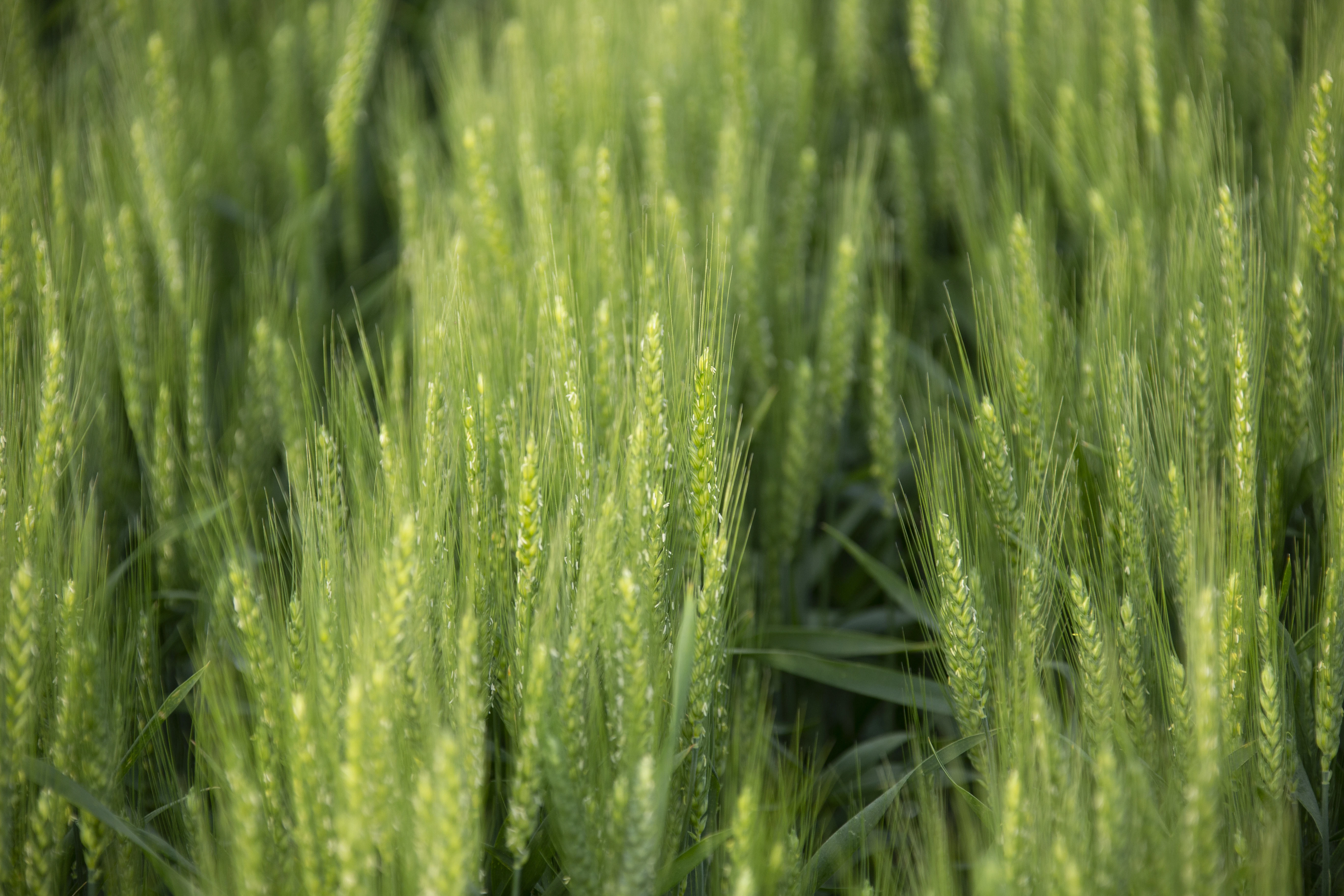 Nelson wheat sprinkler irrigation system for farms